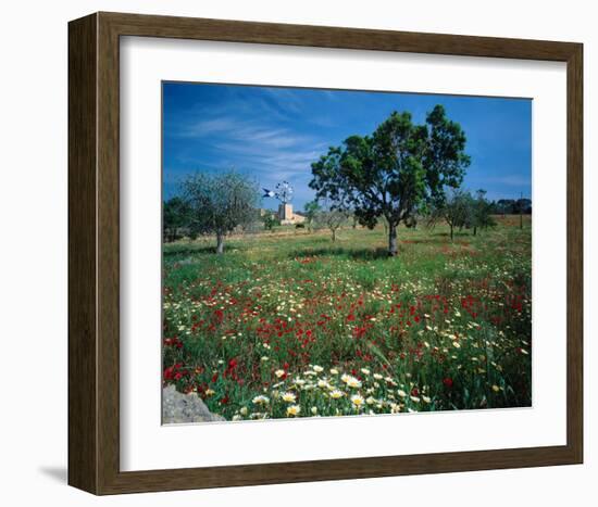 Windmill flower meadow Majorca-null-Framed Art Print