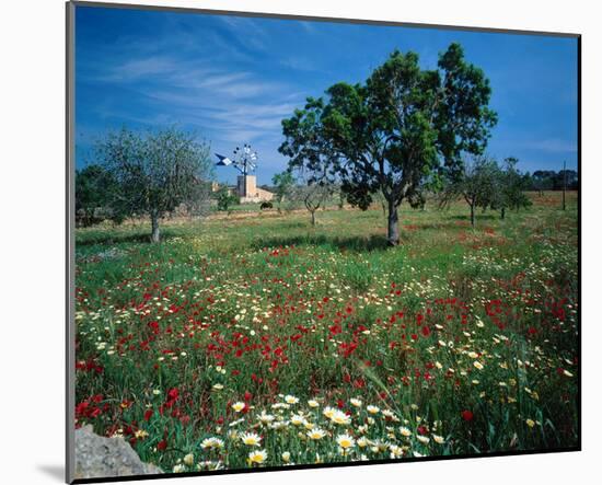 Windmill flower meadow Majorca-null-Mounted Art Print