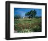 Windmill flower meadow Majorca-null-Framed Art Print