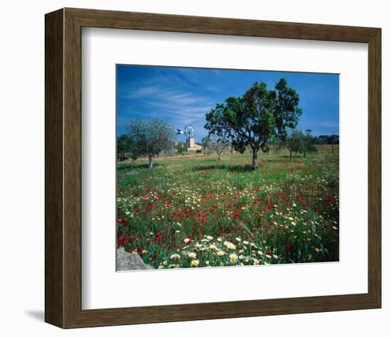 Windmill flower meadow Majorca-null-Framed Art Print