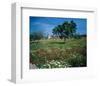 Windmill flower meadow Majorca-null-Framed Art Print