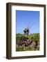 Windmill in Casas Del Calvario in the Northwest, La Palma, Canary Islands, Spain, Europe-Gerhard Wild-Framed Photographic Print