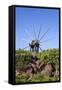 Windmill in Casas Del Calvario in the Northwest, La Palma, Canary Islands, Spain, Europe-Gerhard Wild-Framed Stretched Canvas