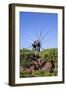 Windmill in Casas Del Calvario in the Northwest, La Palma, Canary Islands, Spain, Europe-Gerhard Wild-Framed Photographic Print