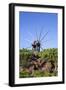 Windmill in Casas Del Calvario in the Northwest, La Palma, Canary Islands, Spain, Europe-Gerhard Wild-Framed Photographic Print