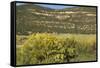 Windmill Pumping Water for Livestock, New Mexico-null-Framed Stretched Canvas