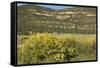 Windmill Pumping Water for Livestock, New Mexico-null-Framed Stretched Canvas