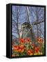 Windmill with Tulips in Keukenhof Gardens, Amsterdam, Netherlands-Keren Su-Framed Stretched Canvas