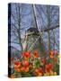 Windmill with Tulips in Keukenhof Gardens, Amsterdam, Netherlands-Keren Su-Stretched Canvas