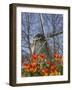 Windmill with Tulips in Keukenhof Gardens, Amsterdam, Netherlands-Keren Su-Framed Photographic Print