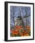 Windmill with Tulips in Keukenhof Gardens, Amsterdam, Netherlands-Keren Su-Framed Photographic Print