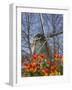 Windmill with Tulips in Keukenhof Gardens, Amsterdam, Netherlands-Keren Su-Framed Photographic Print