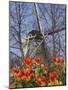 Windmill with Tulips in Keukenhof Gardens, Amsterdam, Netherlands-Keren Su-Mounted Photographic Print