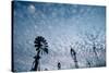 Windmills and clouds at dusk, Las Cruces, New Mexico, USA-Scott T. Smith-Stretched Canvas