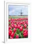 Windmills and tulip fields full of flowers in Netherland-Francesco Riccardo Iacomino-Framed Photographic Print