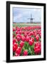 Windmills and tulip fields full of flowers in Netherland-Francesco Riccardo Iacomino-Framed Photographic Print