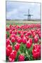 Windmills and tulip fields full of flowers in Netherland-Francesco Riccardo Iacomino-Mounted Photographic Print