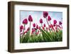 Windmills and tulip fields full of flowers in the Netherlands-Francesco Riccardo Iacomino-Framed Photographic Print