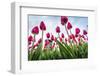 Windmills and tulip fields full of flowers in the Netherlands-Francesco Riccardo Iacomino-Framed Photographic Print