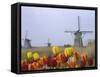 Windmills and Tulips Along the Canal in Kinderdijk, Netherlands-Keren Su-Framed Stretched Canvas