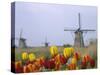 Windmills and Tulips Along the Canal in Kinderdijk, Netherlands-Keren Su-Stretched Canvas