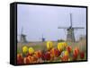 Windmills and Tulips Along the Canal in Kinderdijk, Netherlands-Keren Su-Framed Stretched Canvas