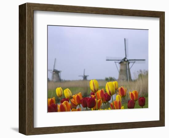 Windmills and Tulips Along the Canal in Kinderdijk, Netherlands-Keren Su-Framed Photographic Print