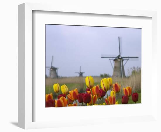 Windmills and Tulips Along the Canal in Kinderdijk, Netherlands-Keren Su-Framed Photographic Print