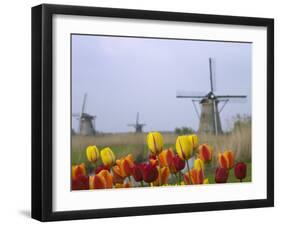 Windmills and Tulips Along the Canal in Kinderdijk, Netherlands-Keren Su-Framed Photographic Print