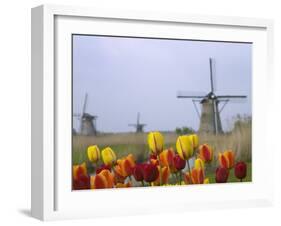 Windmills and Tulips Along the Canal in Kinderdijk, Netherlands-Keren Su-Framed Photographic Print