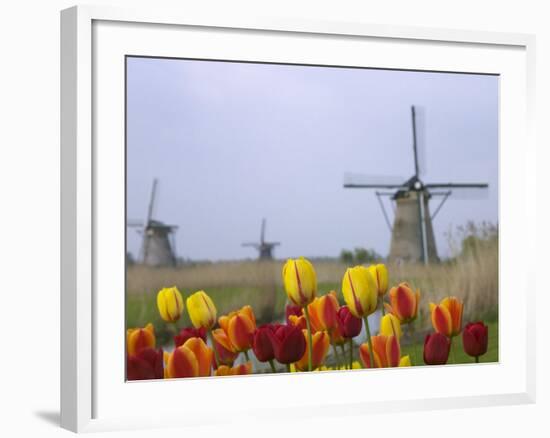 Windmills and Tulips Along the Canal in Kinderdijk, Netherlands-Keren Su-Framed Photographic Print