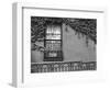 Window and Ivy, New York, 1945-Brett Weston-Framed Photographic Print