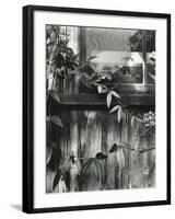 Window and Vines, 1952-Brett Weston-Framed Photographic Print