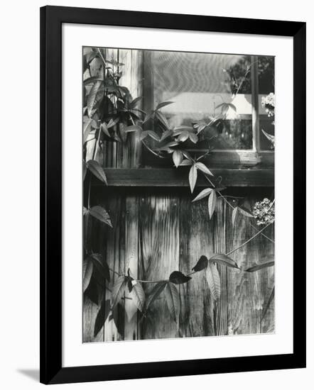 Window and Vines, 1952-Brett Weston-Framed Photographic Print