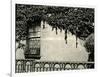 Window, Ivy On Wall, New York, 1945-Brett Weston-Framed Photographic Print