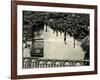 Window, Ivy On Wall, New York, 1945-Brett Weston-Framed Photographic Print