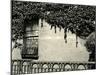 Window, Ivy On Wall, New York, 1945-Brett Weston-Mounted Photographic Print