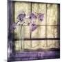 Window Orchids-Mindy Sommers-Mounted Giclee Print