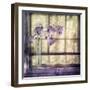 Window Orchids-Mindy Sommers-Framed Giclee Print