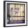 Window Orchids-Mindy Sommers-Framed Giclee Print