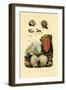 Window Pane Shell, 1833-39-null-Framed Giclee Print