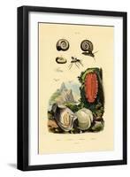 Window Pane Shell, 1833-39-null-Framed Giclee Print