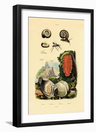 Window Pane Shell, 1833-39-null-Framed Giclee Print