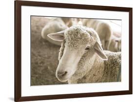 Window Rock, Arizona, USA. Navajo Nation. Portrait of sheep.-Julien McRoberts-Framed Premium Photographic Print