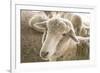 Window Rock, Arizona, USA. Navajo Nation. Portrait of sheep.-Julien McRoberts-Framed Premium Photographic Print