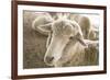 Window Rock, Arizona, USA. Navajo Nation. Portrait of sheep.-Julien McRoberts-Framed Premium Photographic Print