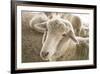 Window Rock, Arizona, USA. Navajo Nation. Portrait of sheep.-Julien McRoberts-Framed Premium Photographic Print