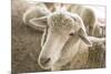 Window Rock, Arizona, USA. Navajo Nation. Portrait of sheep.-Julien McRoberts-Mounted Premium Photographic Print