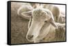 Window Rock, Arizona, USA. Navajo Nation. Portrait of sheep.-Julien McRoberts-Framed Stretched Canvas