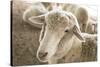 Window Rock, Arizona, USA. Navajo Nation. Portrait of sheep.-Julien McRoberts-Stretched Canvas